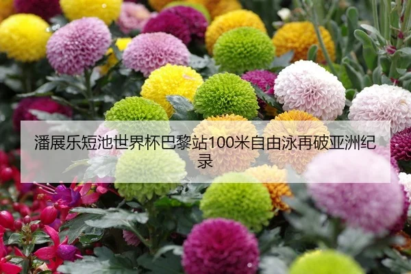 潘展乐短池世界杯巴黎站100米自由泳再破亚洲纪录